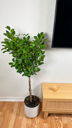 Ficus Moclame decorating a modern living room with elegant tropical foliage.