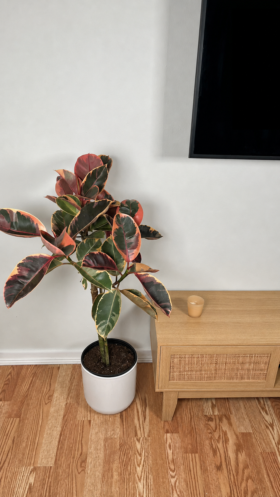 Ficus Ruby indoor tree standing 4 feet tall in a 10 inch grow pot with pink, cream, and green variegated leaves.