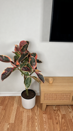 Ficus Ruby indoor tree standing 4 feet tall in a 10 inch grow pot with pink, cream, and green variegated leaves.