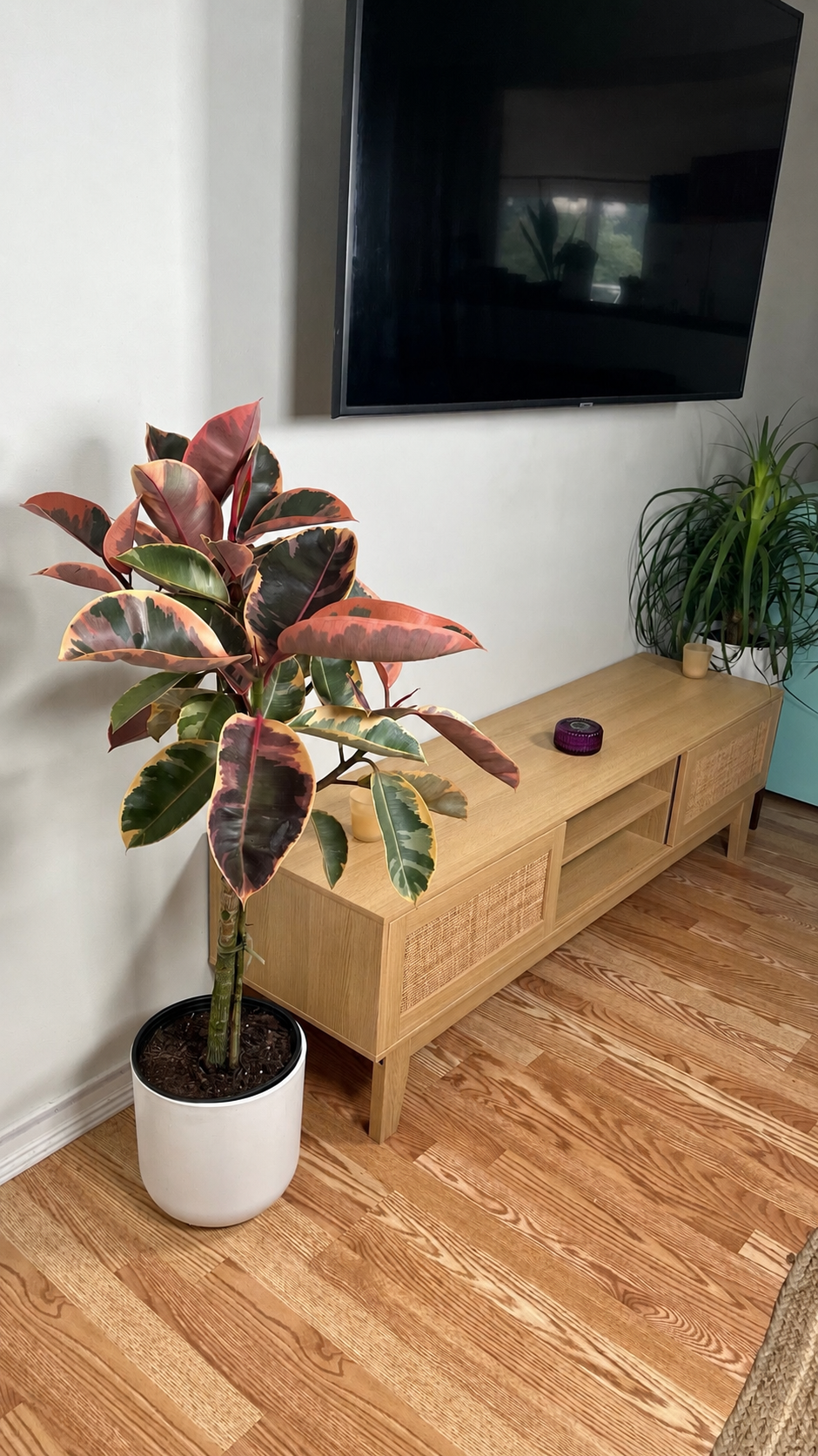 Colorful Ficus Ruby decorating a modern living room with vibrant pink variegated foliage.