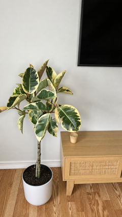 Ficus Tineke indoor tree standing 4 feet tall in a 10 inch grow pot with green and cream variegated leaves.
