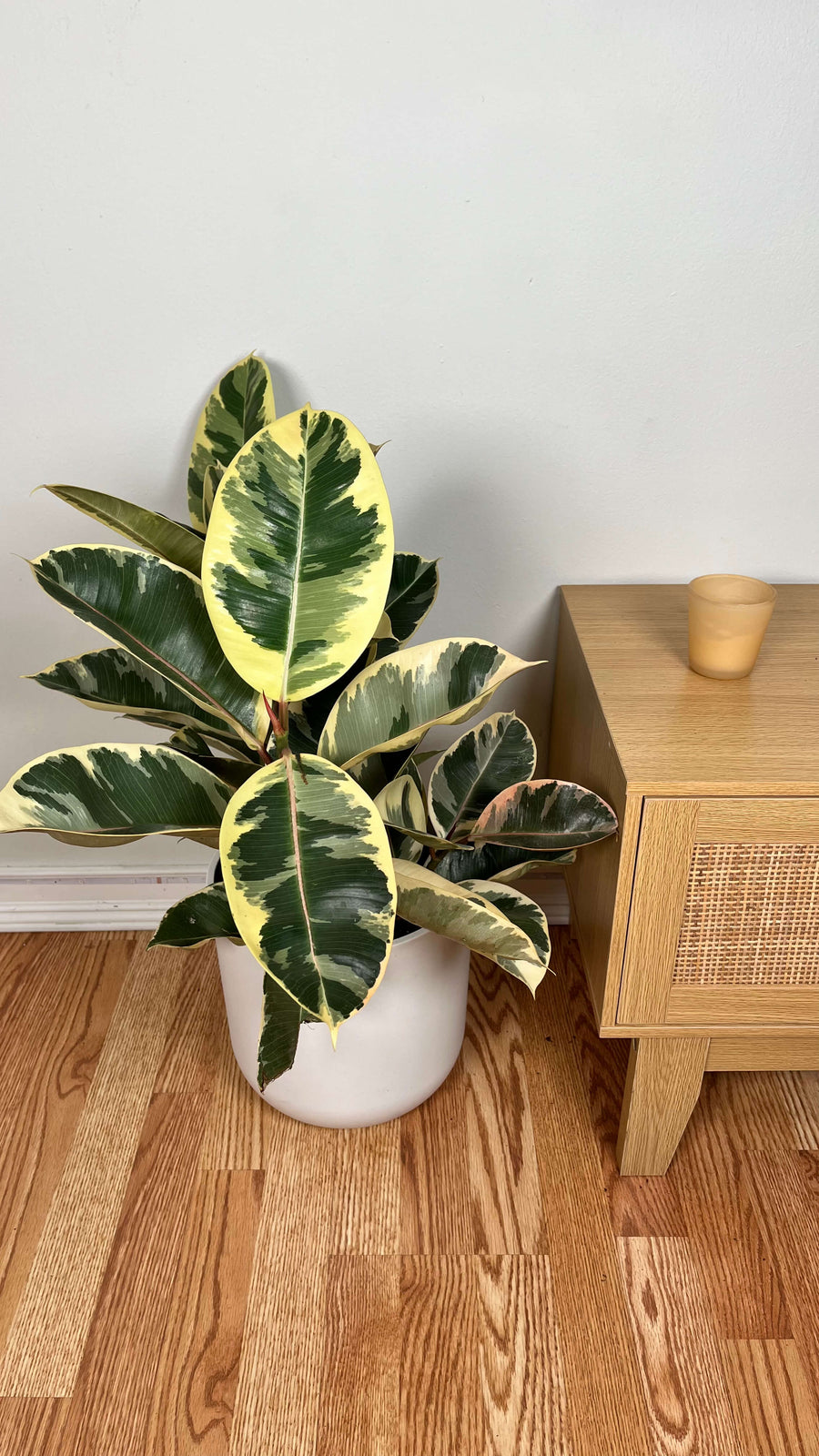 Ficus Tineke Bush standing 3 feet tall in a 10 inch grow pot with glossy green, cream, and pink variegated leaves.