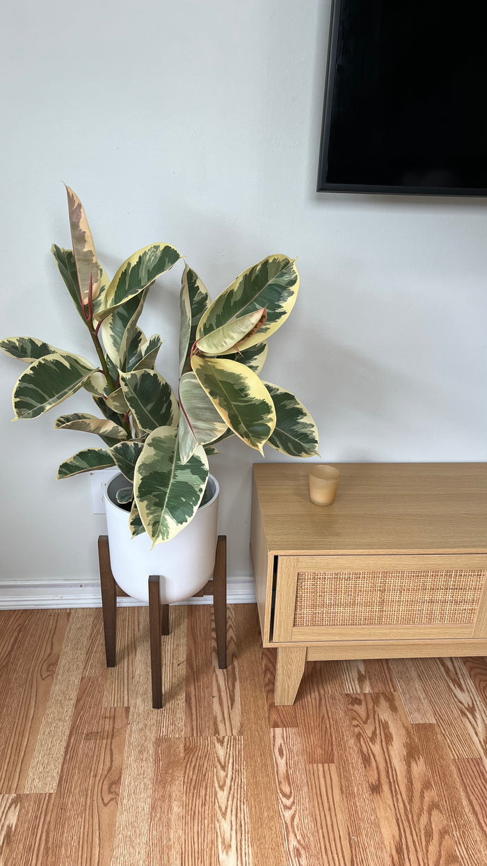 8" Ficus Tineke Bush 3 Feet Tall