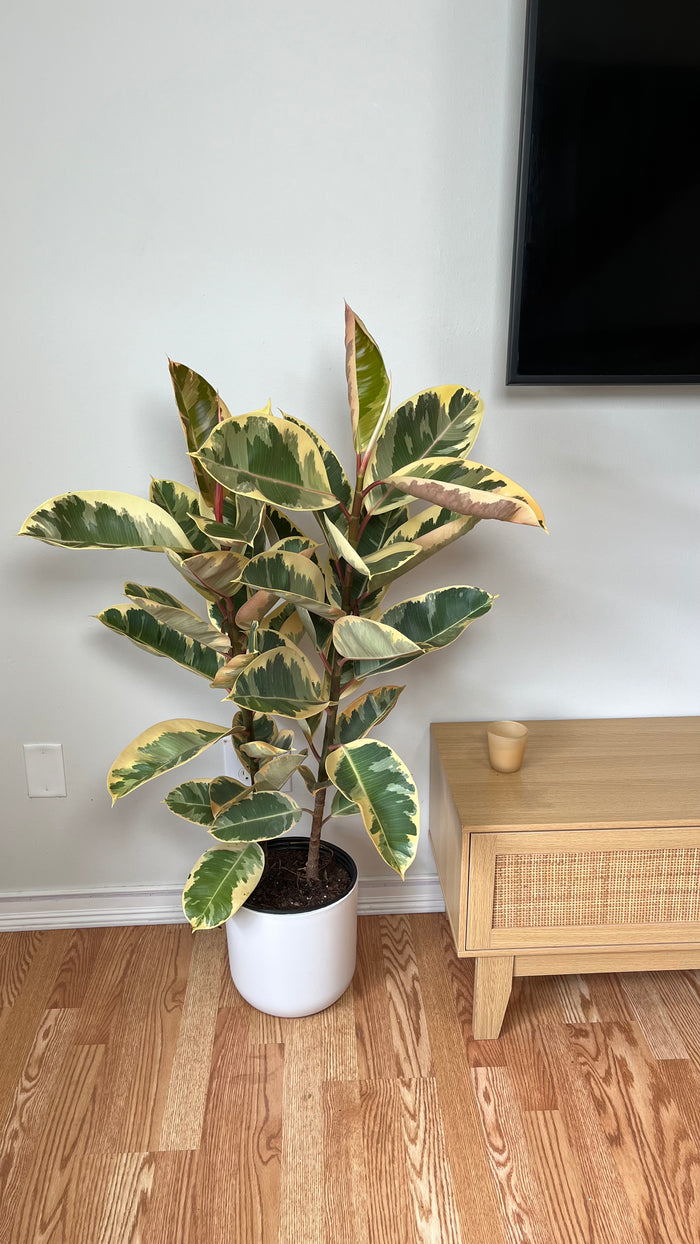 10" Ficus Tineke Columns 4 Feet Tall