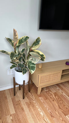 Ficus Tineke Bush decorating a modern living room with colorful tropical foliage.