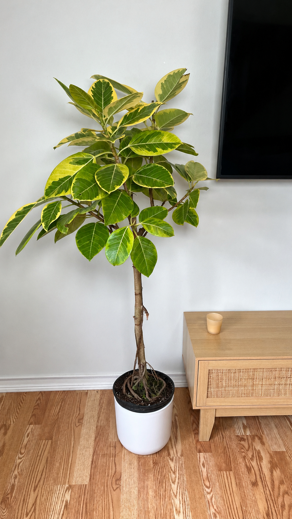 Ficus Yellow Gem indoor tree standing 5 feet tall in a 10 inch grow pot with dense glossy green foliage.