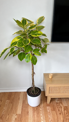 Ficus Yellow Gem indoor tree standing 5 feet tall in a 10 inch grow pot with dense glossy green foliage.