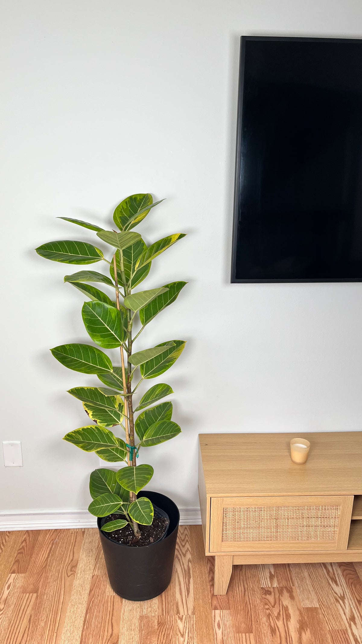 Ficus Yellow Gem Column standing 4 feet tall in a 10 inch grow pot with dense glossy green foliage.
