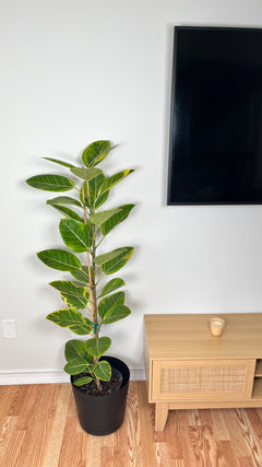 Ficus Yellow Gem Column standing 4 feet tall in a 10 inch grow pot with dense glossy green foliage.