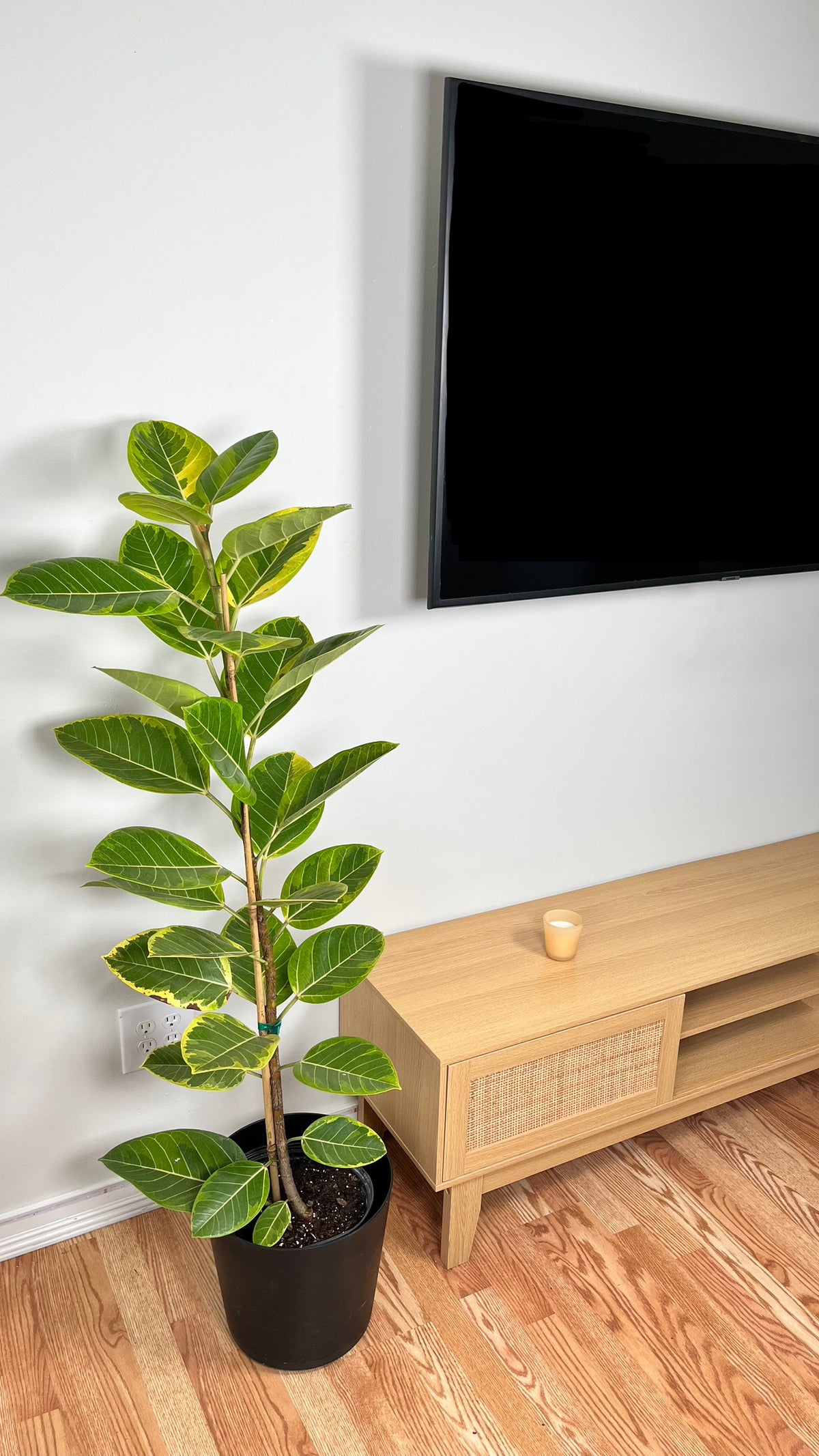 Ficus Yellow Gem Column decorating a modern living room with tall upright tropical greenery.