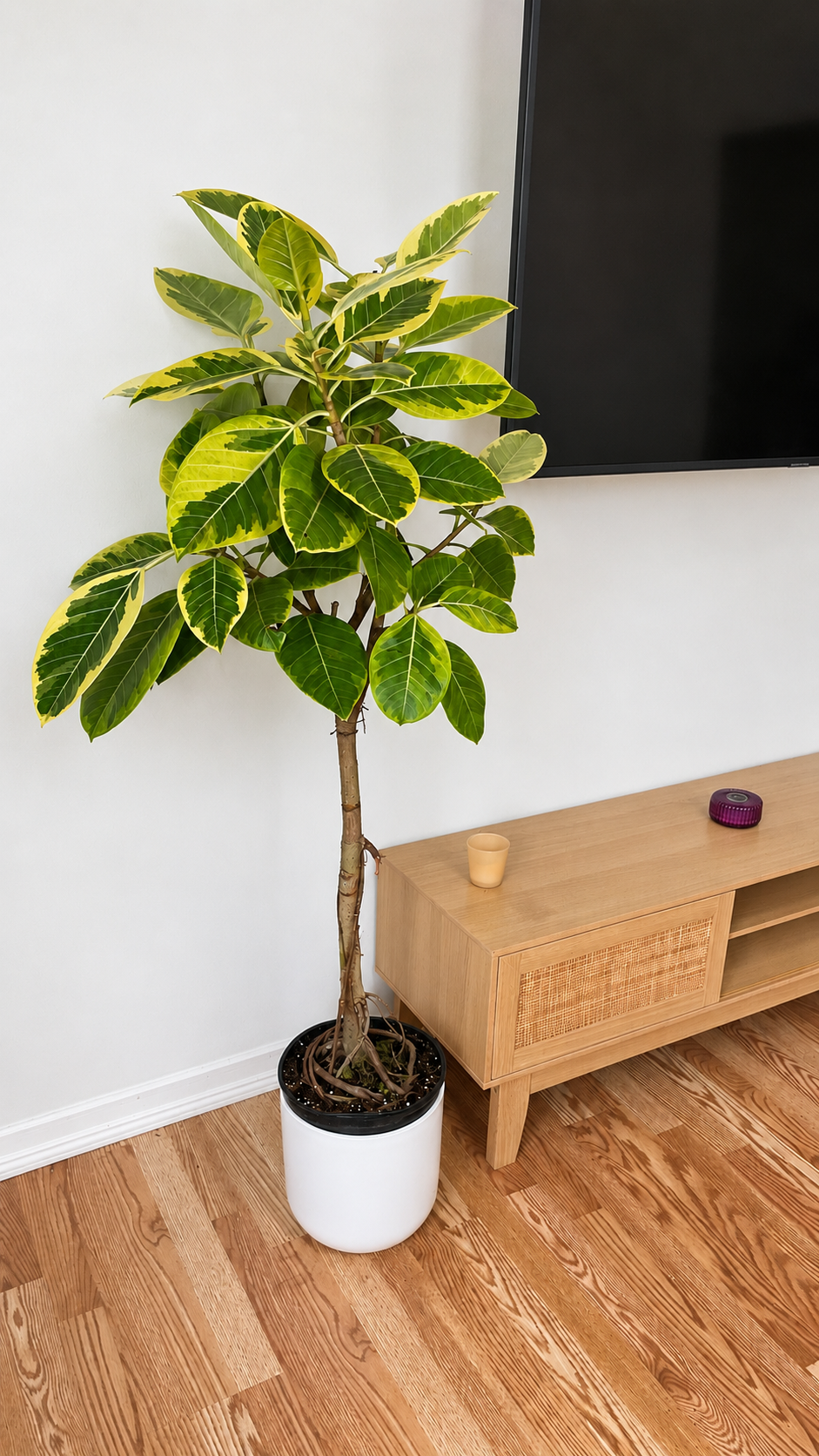 Ficus Yellow Gem decorating a modern living room with lush upright green leaves.