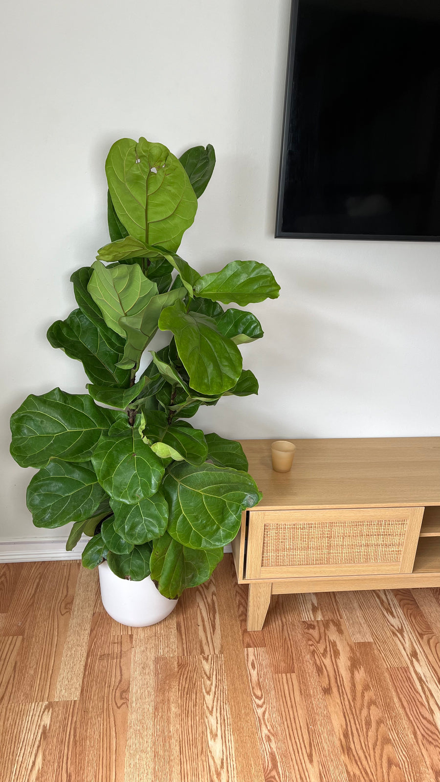 Fiddle Leaf Fig Column standing 4 feet tall in a 10 inch grow pot with large glossy violin-shaped leaves.