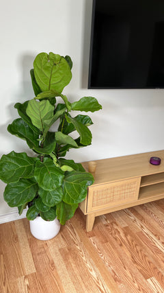 Fiddle Leaf Fig Column decorating a modern living room with bold upright tropical foliage.