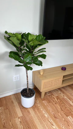 Large Fiddle Leaf Fig Tree adding height and lush greenery to a bright contemporary home.