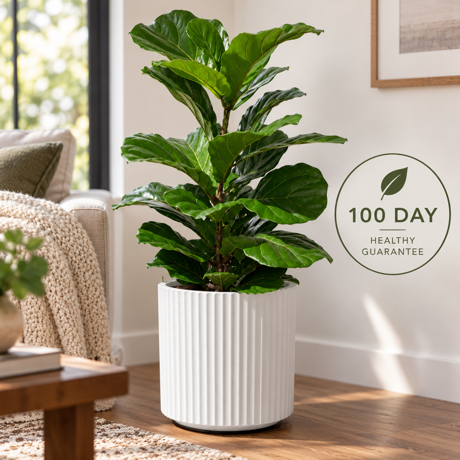 100 Day Plant Health Guarantee