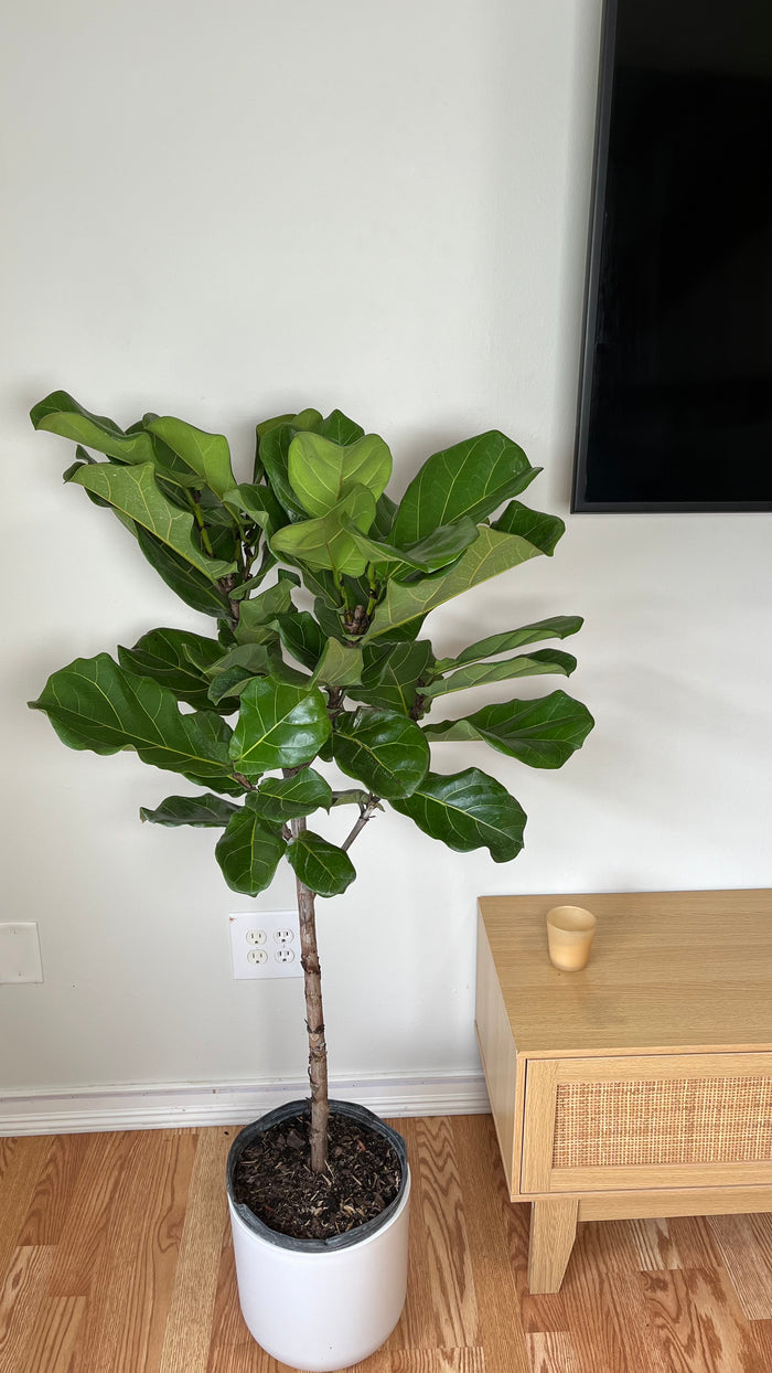 10" Fiddle Leaf Fig Tree 4 Feet Tall