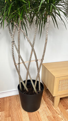 10" Dracaena Marginata Flat Weave Braid 5 Feet Tall