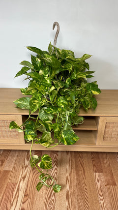 Global Green Pothos hanging basket with lush emerald green trailing vines displayed indoors.