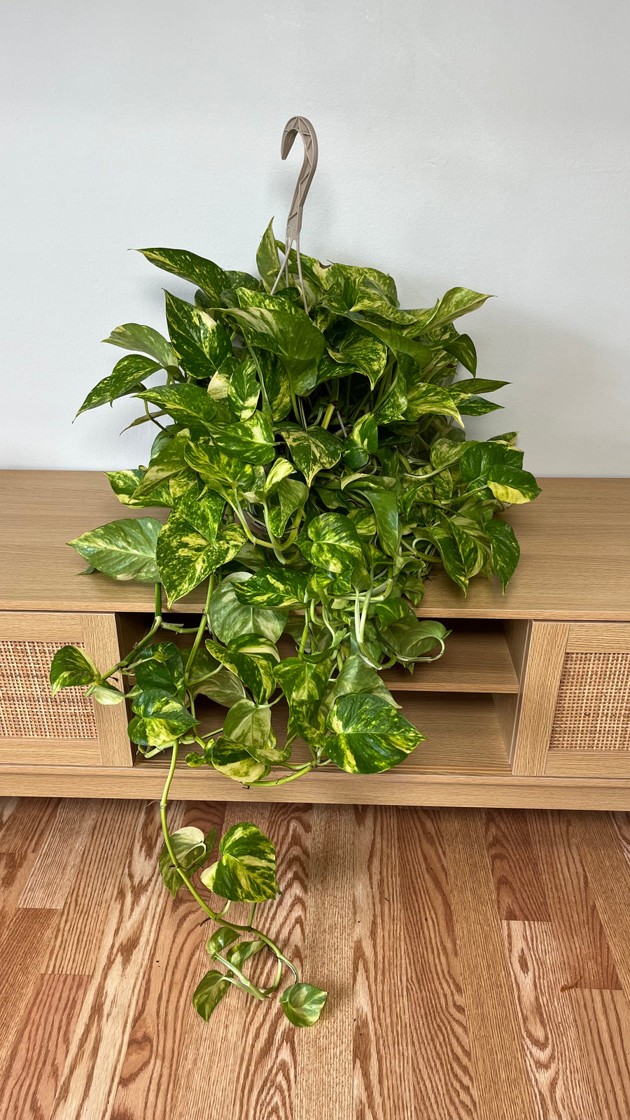 Global Green Pothos hanging basket with lush emerald green trailing vines displayed indoors.