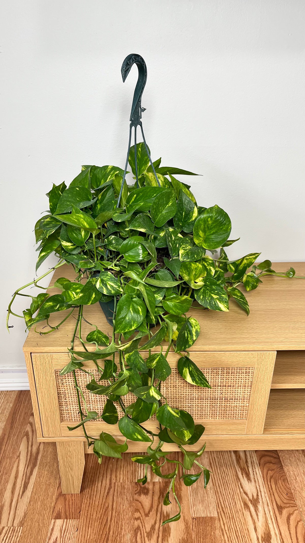 Golden Pothos hanging basket with trailing green and golden variegated vines displayed indoors.