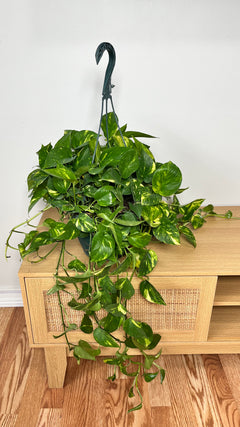 Golden Pothos hanging basket with trailing green and golden variegated vines displayed indoors.