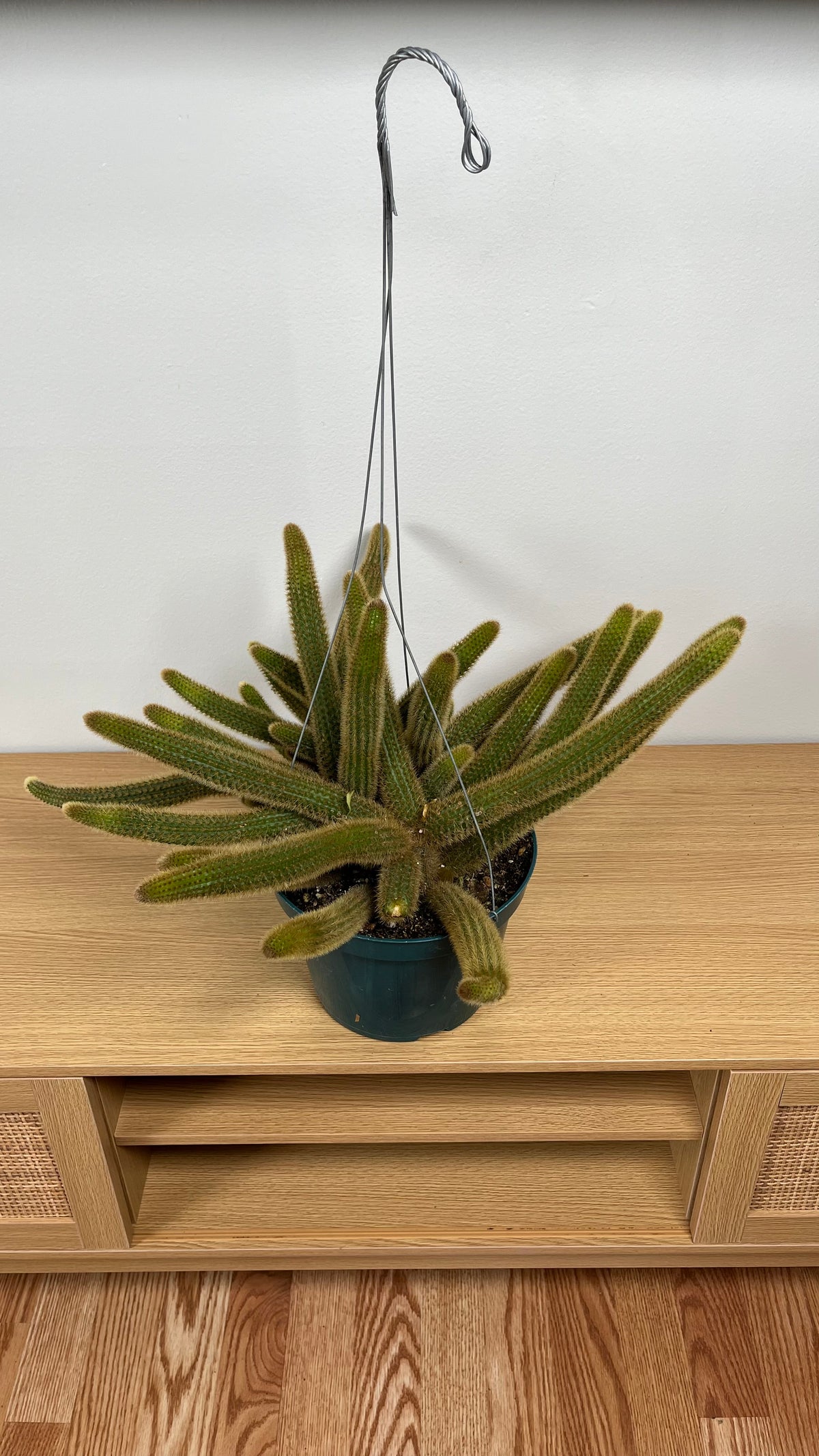 Golden Rat Tail Cactus growing in an 8 inch hanging basket with long cascading stems covered in golden spines.