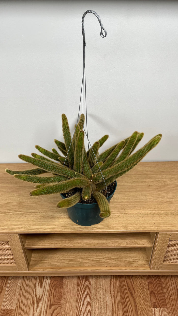 8" Cactus Golden Rat Tail Hanging Basket