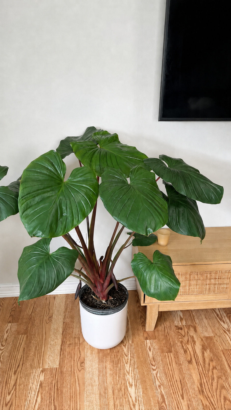 Homalomena Red Stem standing 3 feet tall in a 10 inch grow pot with glossy green leaves and vibrant red stems.