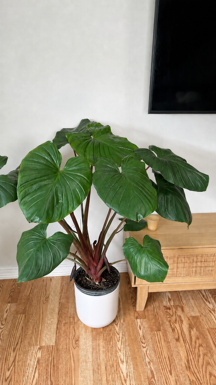 10" Homalomena Red Stem 3 Feet Tall