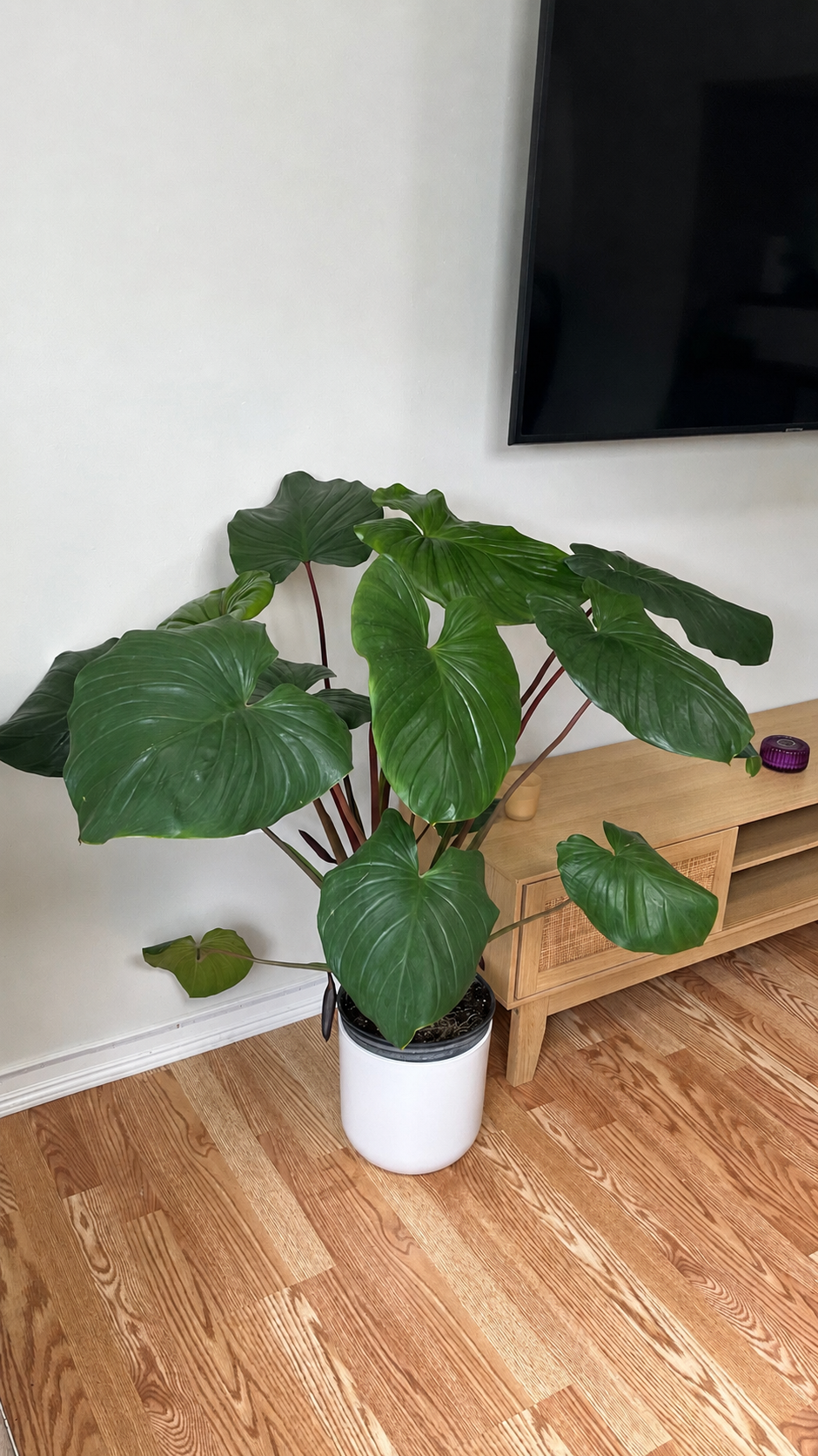 Homalomena Red Stem decorating a modern living room with lush tropical foliage.