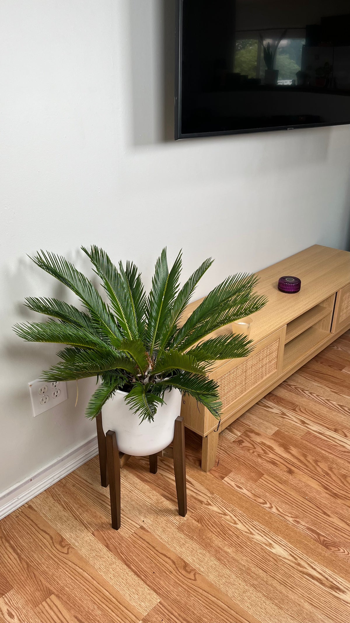 King Sago Palm decorating a modern living room with bold architectural tropical foliage.