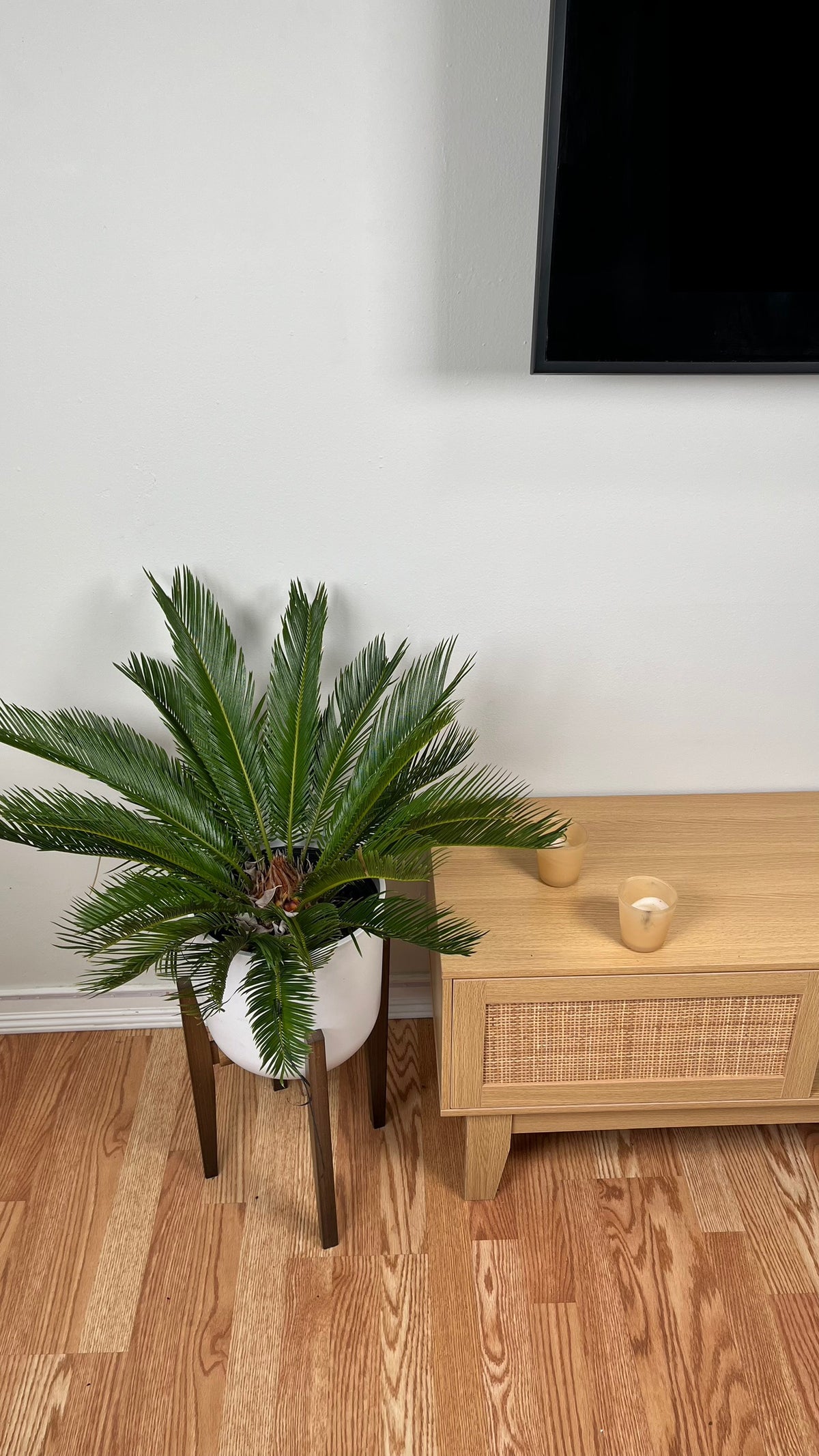 King Sago Palm tree growing 3 feet wide in a 10 inch grow pot with glossy green tropical fronds.
