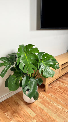 Large Monstera Deliciosa adding lush tropical greenery and dramatic split leaves to a bright contemporary home.