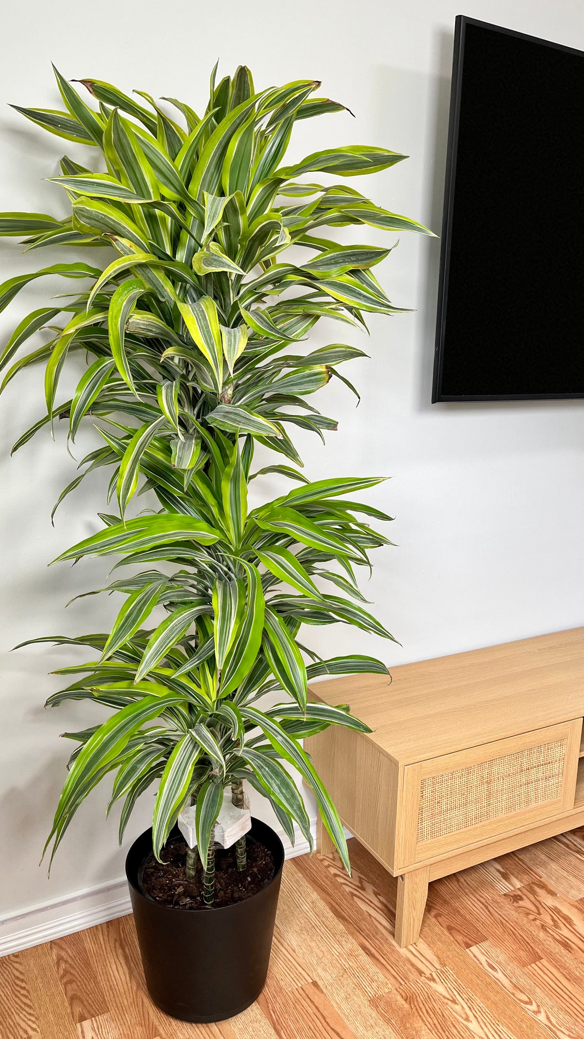 Healthy 5-foot tall Dracaena Lemon Lime Cane plant from Joey's Houseplants, featuring vibrant yellow and green foliage.