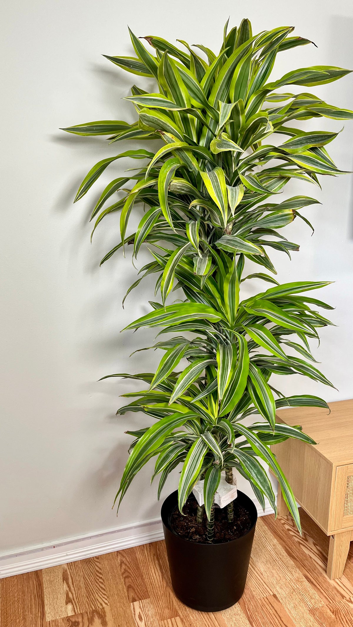 Healthy 5-foot Dracaena Lemon Lime Cane plant from Joey's Houseplants with vibrant green and yellow variegated leaves.