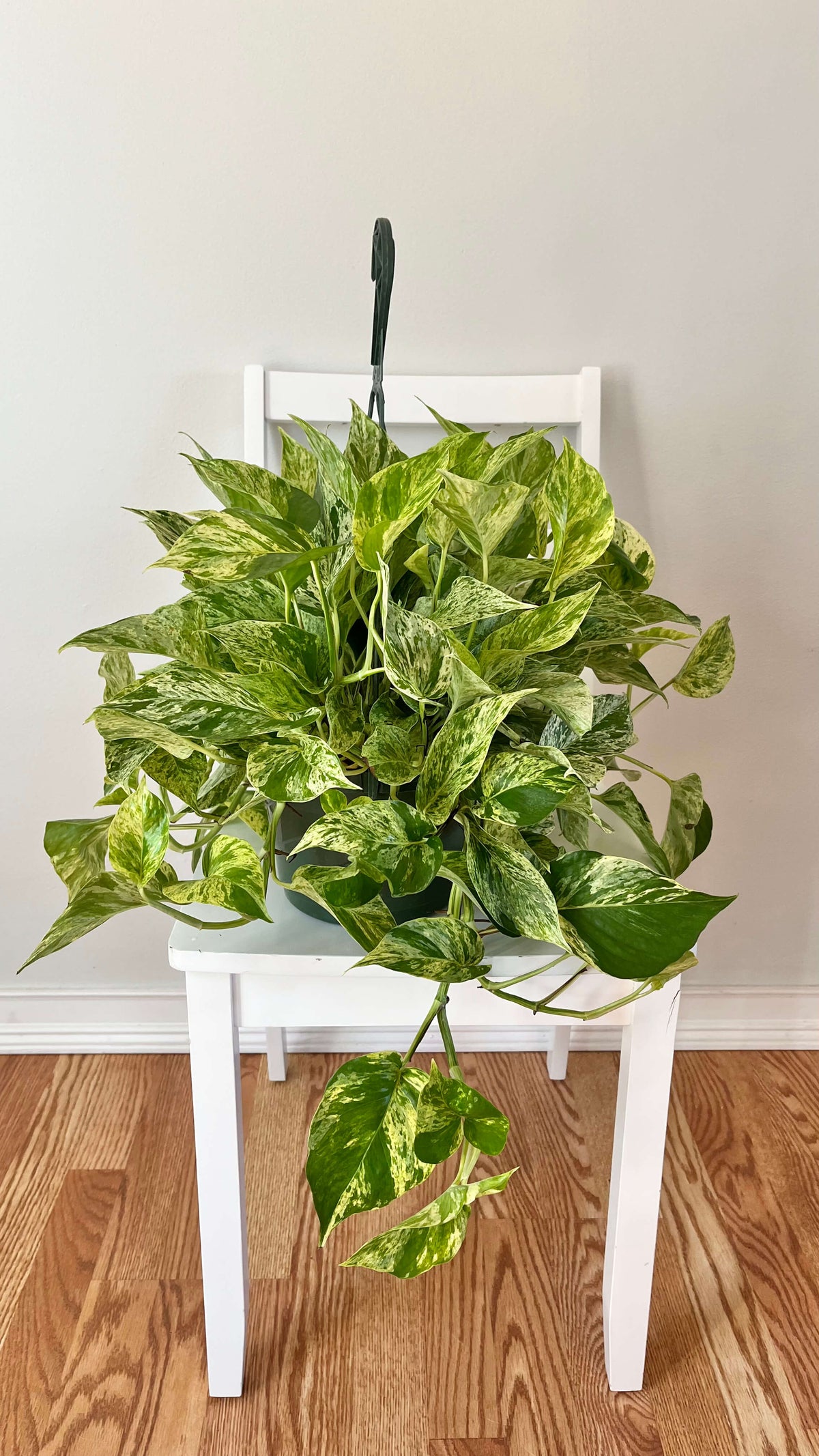 Marble Queen Pothos hanging basket with cascading white and green variegated vines displayed indoors.