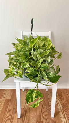 Marble Queen Pothos hanging basket with cascading white and green variegated vines displayed indoors.