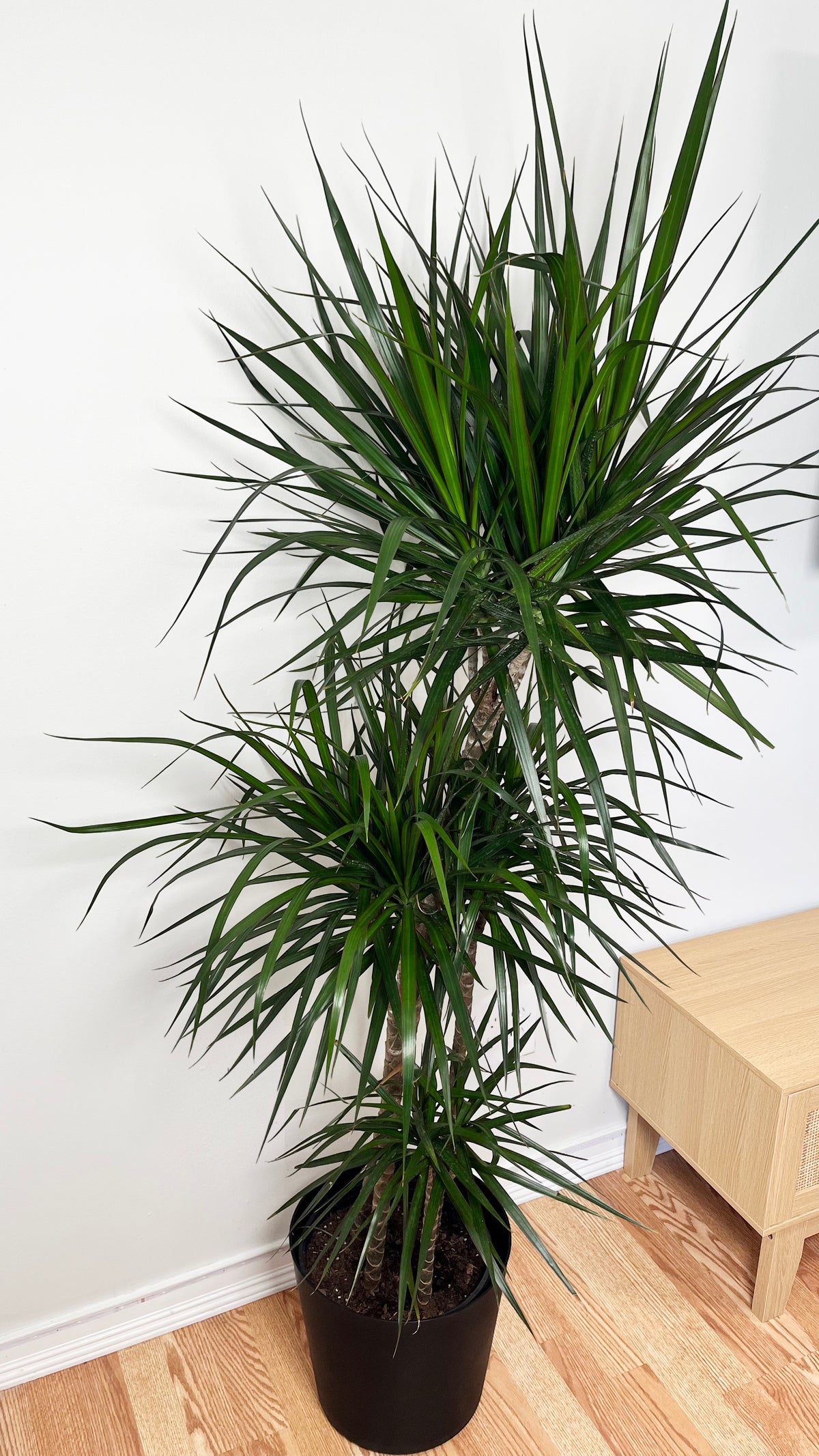 Tall 10-inch Dracaena Marginata Stag Cane plant, 5 feet tall, with slender green leaves and reddish-brown stems, from Joey's Houseplants.