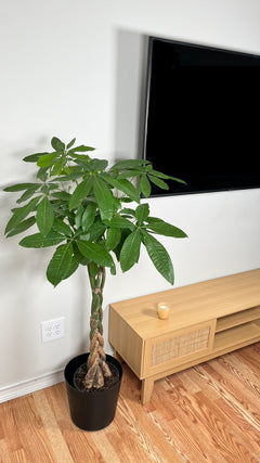 Money Tree Jumbo Braid Premium decorating a modern living room with lush tropical foliage.