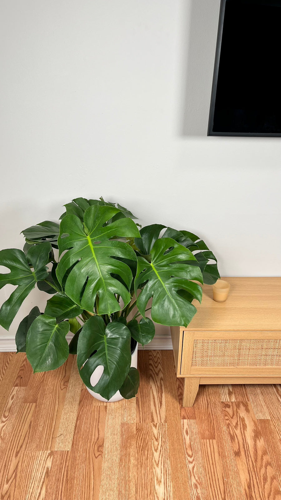 Monstera Deliciosa standing 3 feet tall in a 10 inch grow pot with large split tropical leaves.