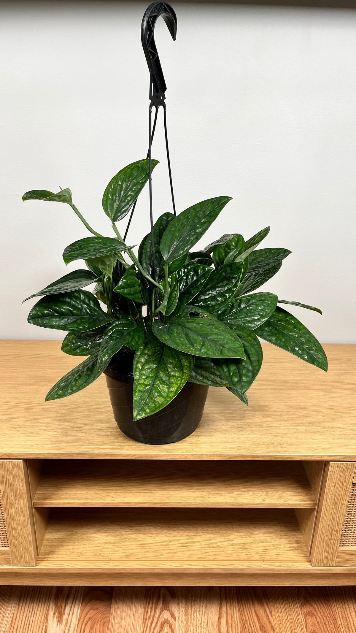 Monstera Peru hanging basket with thick textured emerald-green trailing leaves.