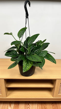 Monstera Peru hanging basket with thick textured emerald-green trailing leaves.