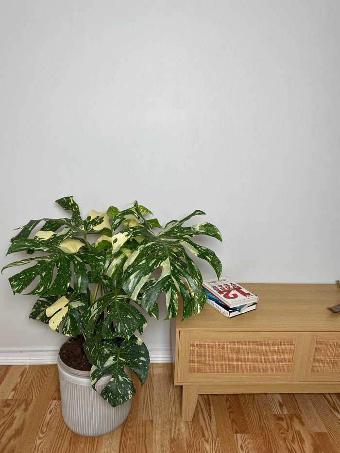 10" Monstera Thai Constellation