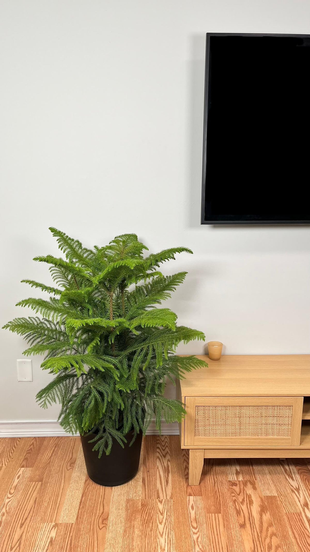 Norfolk Pine standing 4 feet tall in a 9 inch grow pot with soft layered evergreen branches.