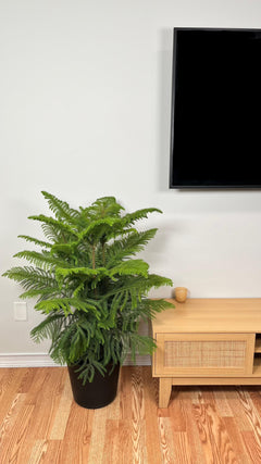Norfolk Pine standing 4 feet tall in a 9 inch grow pot with soft layered evergreen branches.