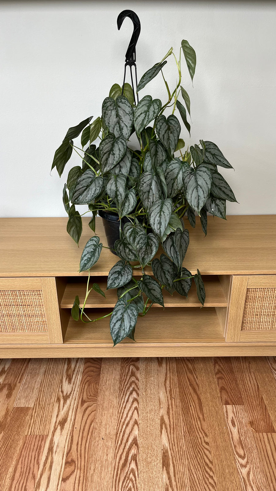 Philodendron Brandi hanging basket with silver-patterned trailing foliage displayed indoors.