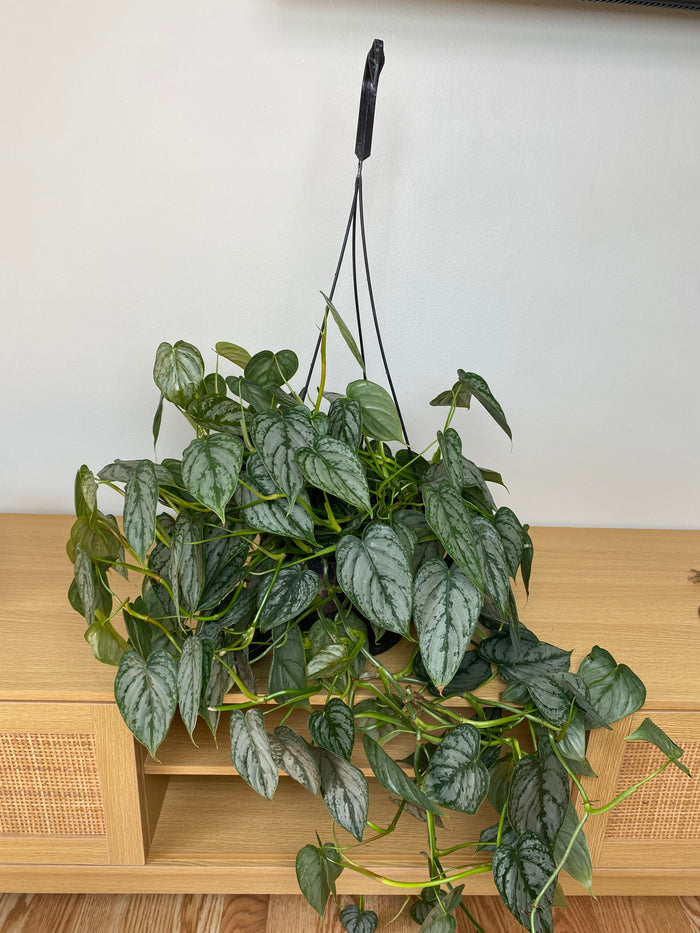 8" Philodendron Brandi Hanging Basket