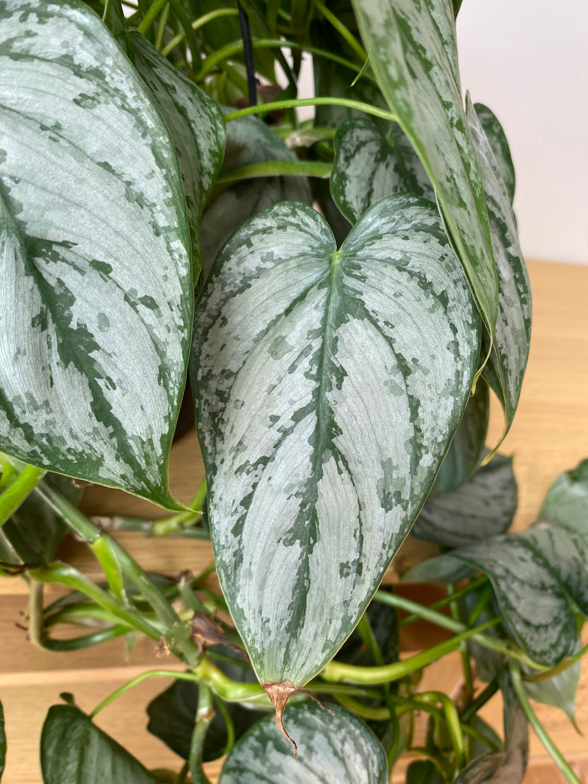 Philodendron Brandi hanging basket displayed in a modern living room with elegant trailing tropical foliage.
