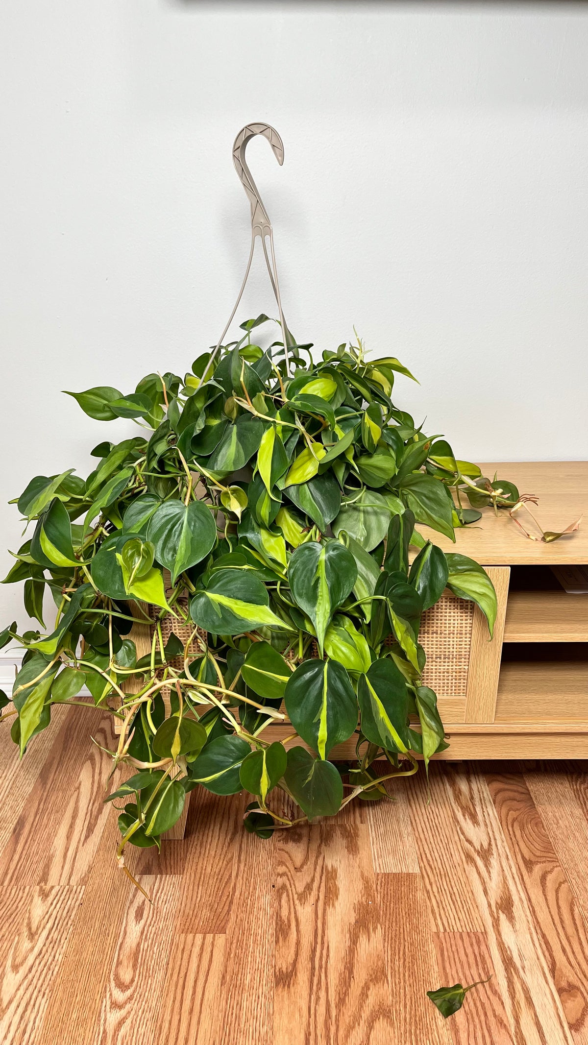 Philodendron Brasil hanging basket with vibrant green and lime variegated trailing vines displayed indoors.