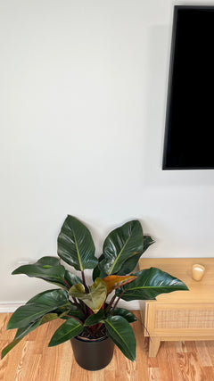 Philodendron Congo Red growing 3 feet wide in a 10 inch grow pot with glossy burgundy and green tropical leaves.
